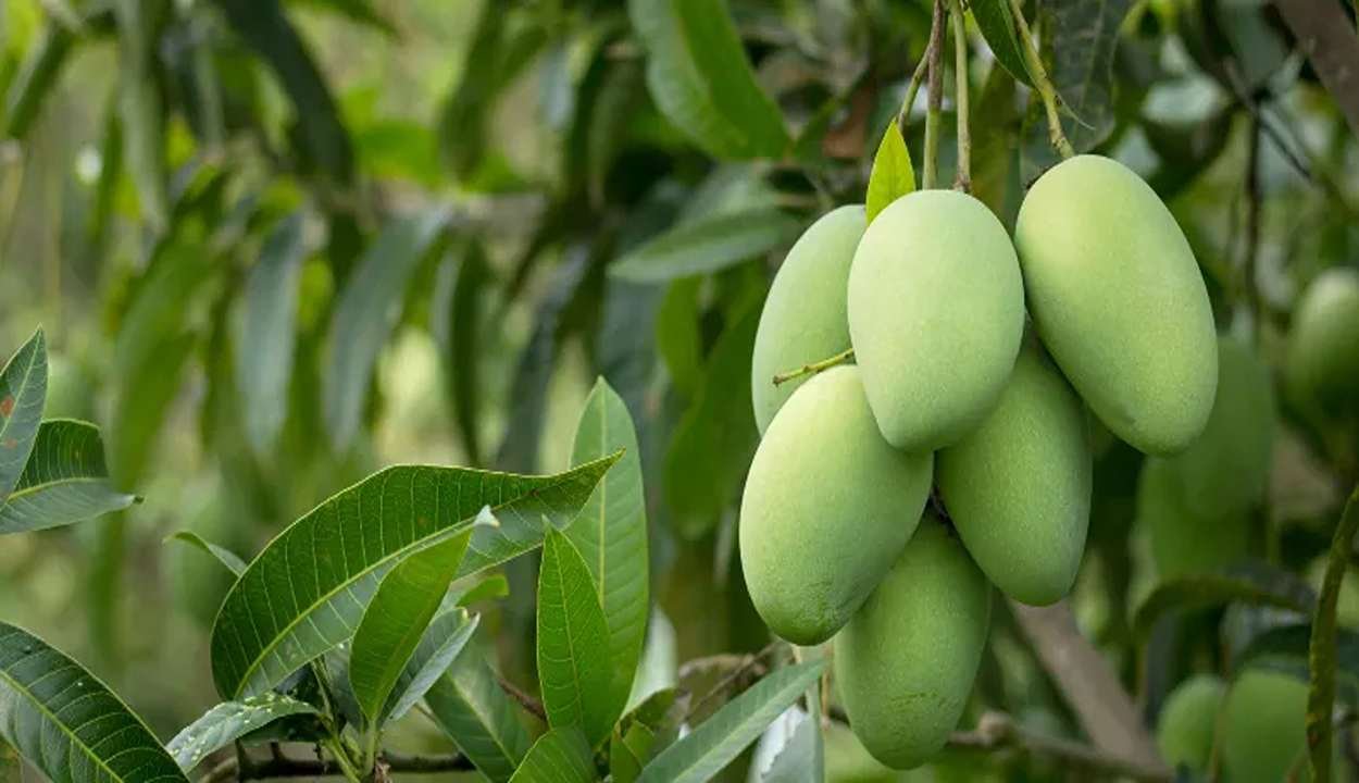 Mango cultivation