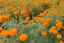 Marigold cultivation