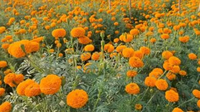 Marigold cultivation