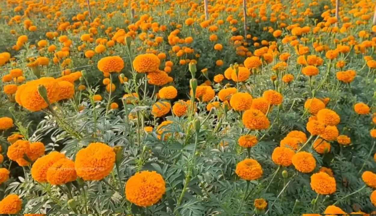 Marigold cultivation