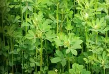 Methi farming
