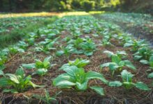 Mulching technology scheme