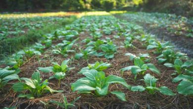 Mulching technology scheme