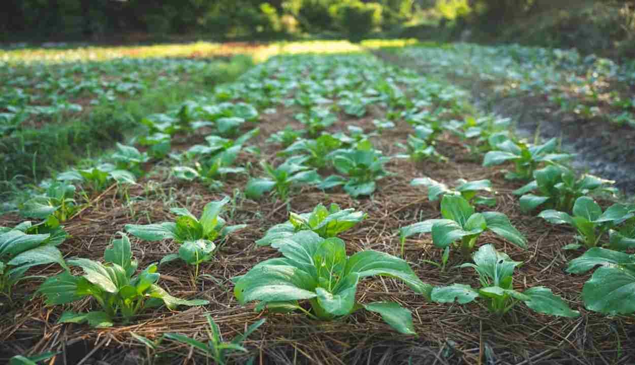 Mulching technology scheme