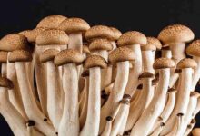 Mushroom cultivation
