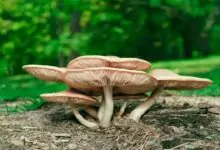 Mushroom cultivation