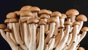 Mushroom cultivation