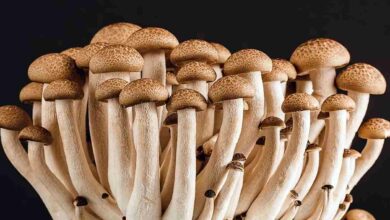 Mushroom cultivation