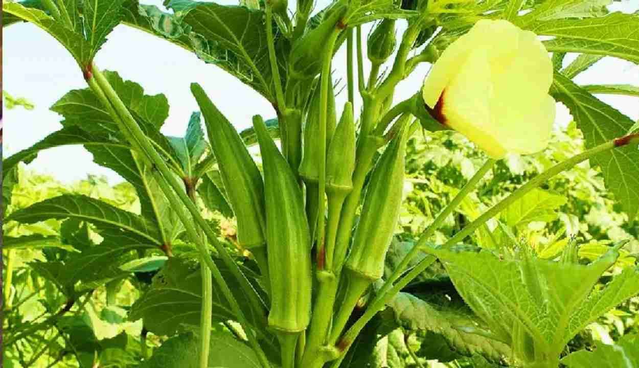 Okra farming