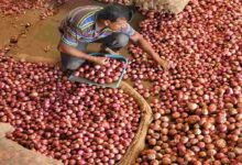 Onion storage subsidy
