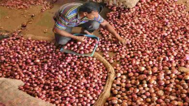 Onion storage subsidy