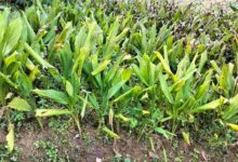 Organic farming of turmeric