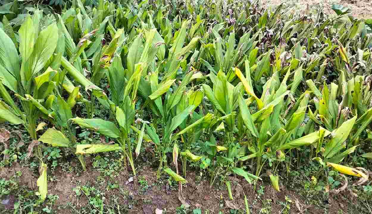 Organic farming of turmeric