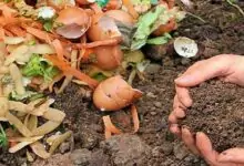 Organic fertilizer