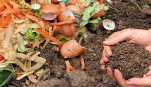 Organic fertilizer