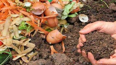 Organic fertilizer