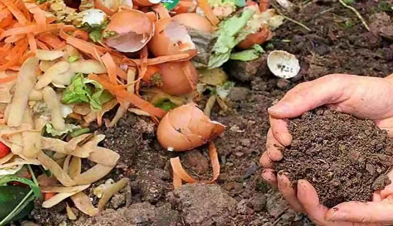 Organic fertilizer