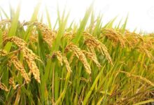 Paddy cultivation