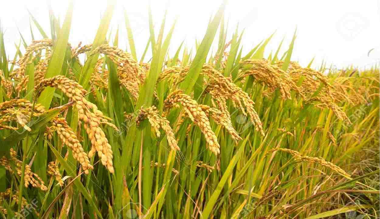 Paddy cultivation