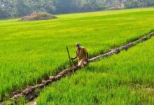 Paddy farming
