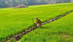 Paddy farming
