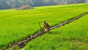 Paddy farming