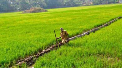 Paddy farming