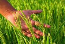 Paddy farming tips