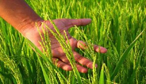 Paddy farming tips