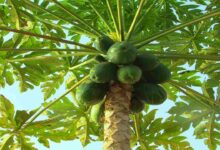 Papaya cultivation