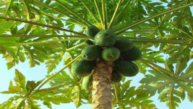 Papaya cultivation