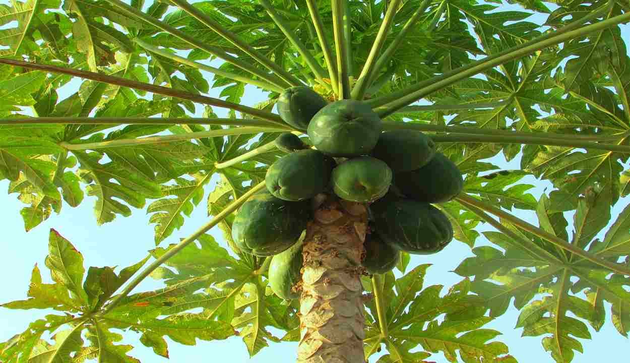 Papaya cultivation