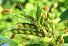 Pigeon pea farming