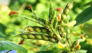 Pigeon pea farming