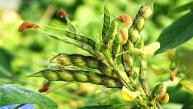 Pigeon pea farming
