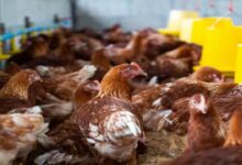 Poultry farming