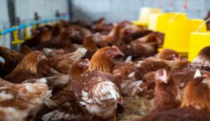 Poultry farming