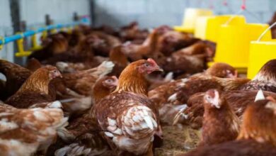 Poultry farming