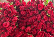 Rose farming
