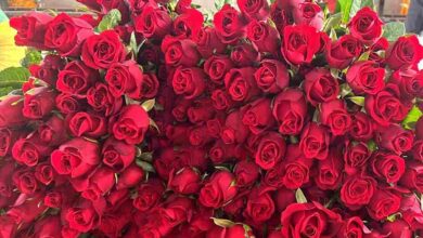 Rose farming