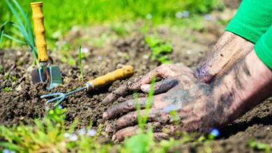 Soil preparation