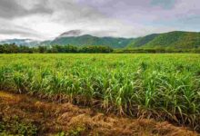 Sugarcane cultivation