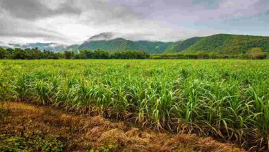 Sugarcane cultivation