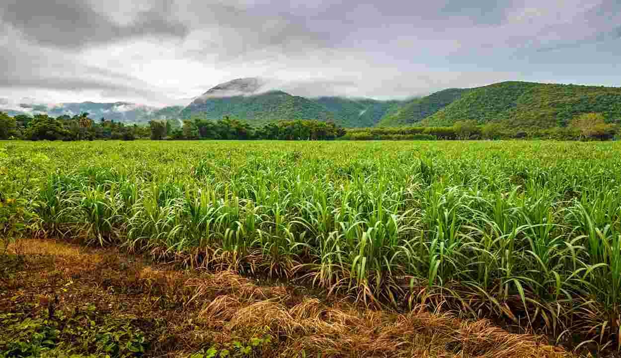 Sugarcane cultivation