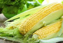 Sweet corn farming
