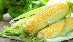 Sweet corn farming