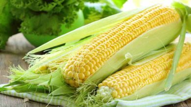 Sweet corn farming