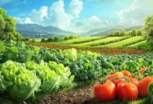 Vegetable farming scheme