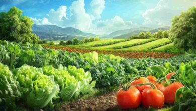 Vegetable farming scheme