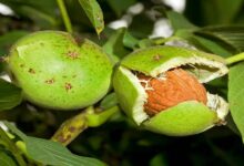 Walnut cultivation